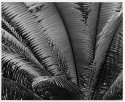 Cycas circinalis