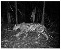 Jaguar,self-portrait