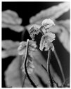 Tectaria, young leaf
