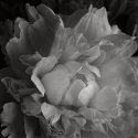 Peony