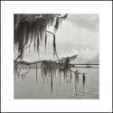 Spanish Moss