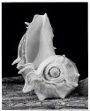 Two conchs