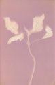 Lumen print
