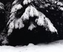 Snow on branches - 1