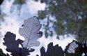 last leaf2