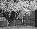 Blossoms, Lawrence, Kansas