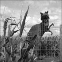 Swank Farm Pumpkin Patch
