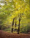 Hasselblad E6 in the Woods
