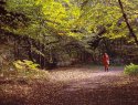 Hasselblad E6 in the Woods