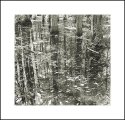 Cedar Swamp