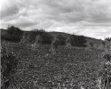 Brooding Hill