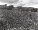 Brooding Hill 2