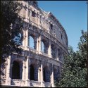 Colosseum, Trees