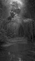 Pond, Bamboo Forest