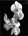 Moth Orchid