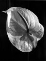 Anthurium