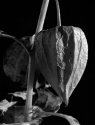Chinese Lantern