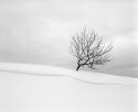 apple tree in Bliss, Michigan