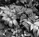Along the Trail