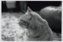 HP5+ @ EI3200 in Rodinal 1+25.