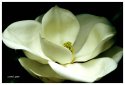 Magnolia Blossom