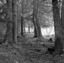 Cedars