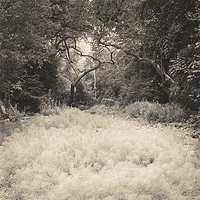 Streambed with horsetails
