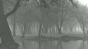 Trees and Fog