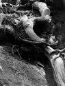 Roots