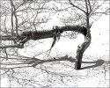 Humble Tree