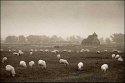 Round 3 - A Misty Morning's Congregation