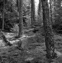 Jack Pines