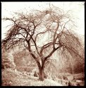 Mountain Tree