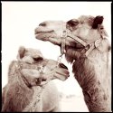 Lamas