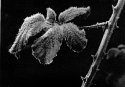 Bramble