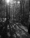 Afternoon light at the creek