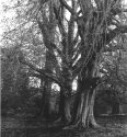 The Three Graces