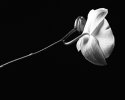 Orchid