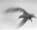 Skyrat