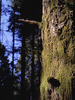 Mossy Tree