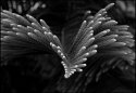 Athanatopsis