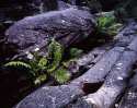 From the Grampians trip, Jan. '06