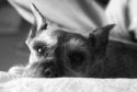 My Dog