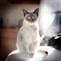 Shushka