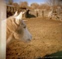 Diana_Horse