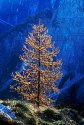 Alpine larch in autumn colour