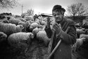 shepherd