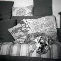 Queen of the sofa