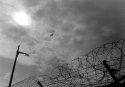 Bird & Barbed Wire