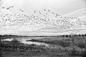 Geese